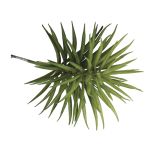 Sukkulente  Senecio