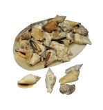 Pointed shells