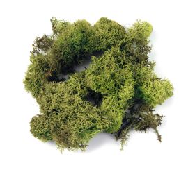 Icelandic moss
