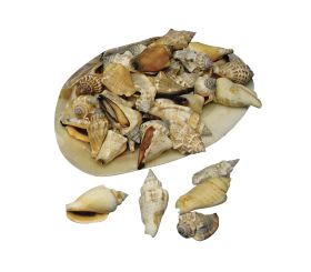 Spitzmuscheln