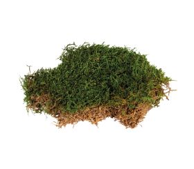 Moss, purified