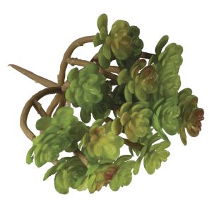 Sukkulente  Sedum