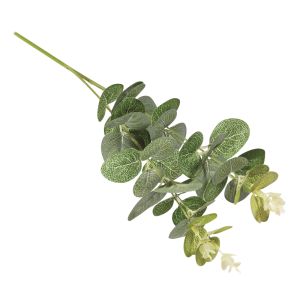 Eucalyptus branch