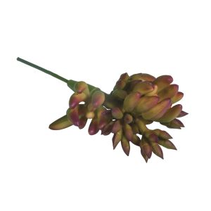Sukkulente Ovata