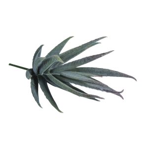 Sukkulente  Aloe
