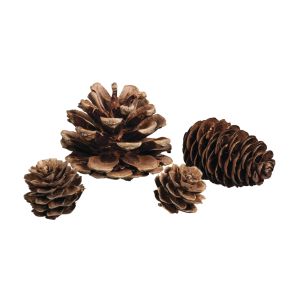 Pine trees, fir trees, larch cones