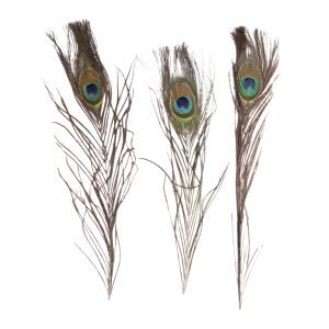 Peacock´s feathers