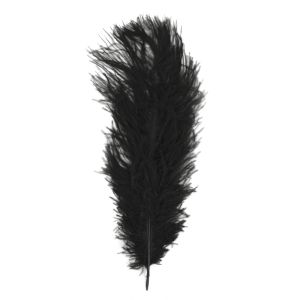Ostrich´s feathers