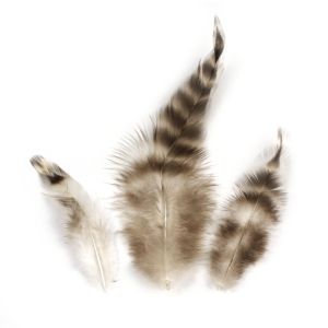 Chinchilla feather