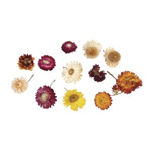 Strawflowers