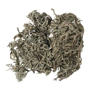 Lichen Moss